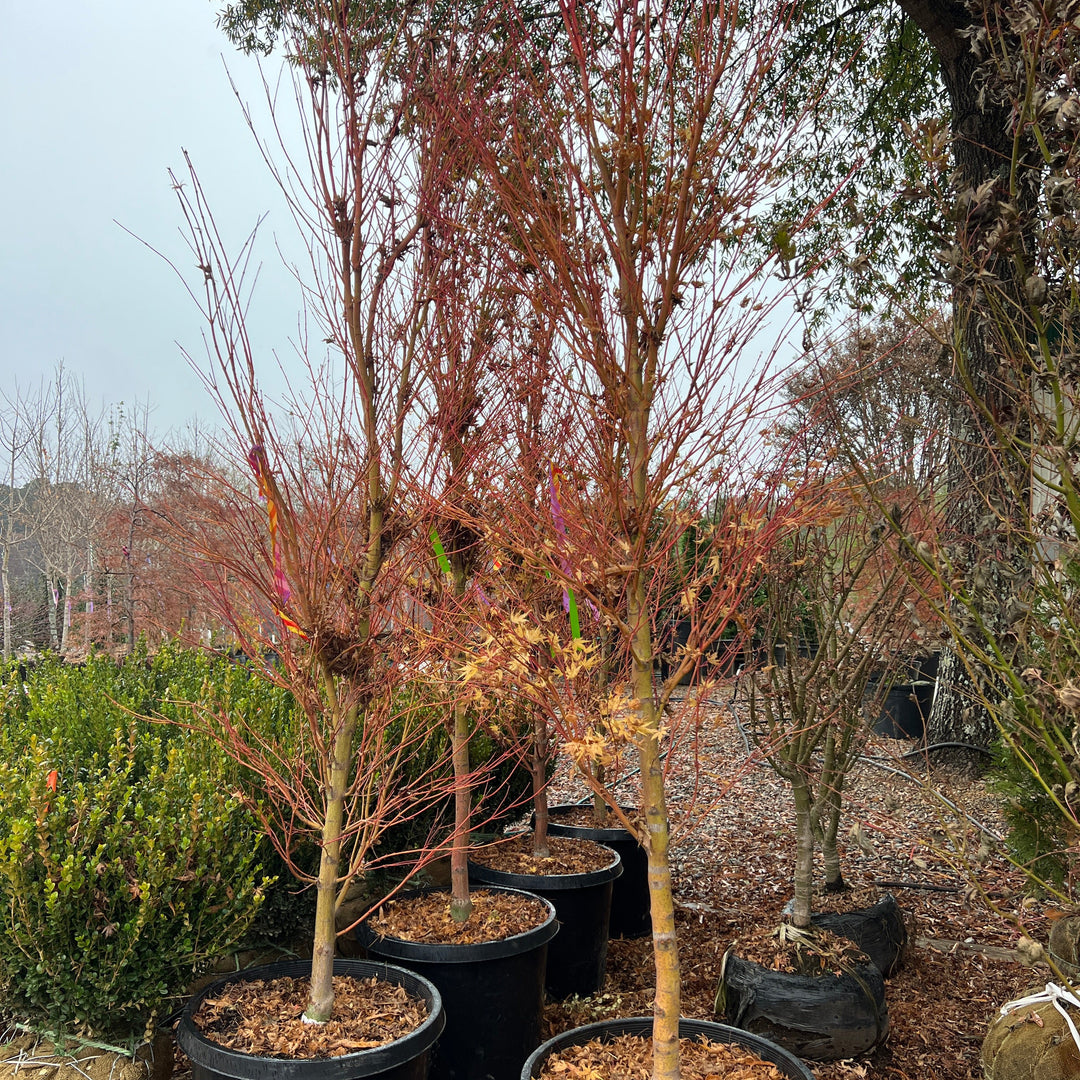 Acer palmatum 'Sango-kaku' ~ Coral Bark Japanese Maple-ServeScape