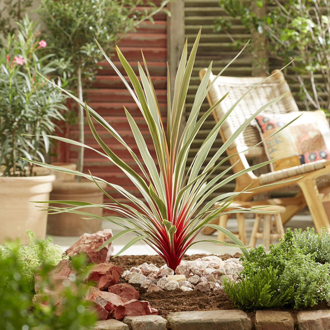 Cordyline australis 'TUS020' ~ Monrovia® Magic Star Cordyline-ServeScape