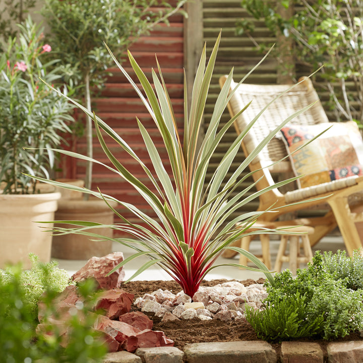 Cordyline australis 'TUS020' ~ Monrovia® Magic Star Cordyline-ServeScape