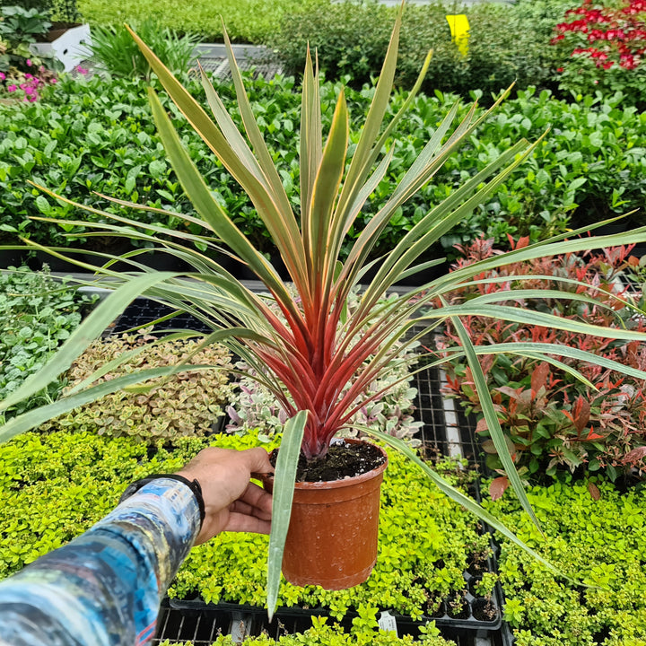 Cordyline australis 'TUS020' ~ Monrovia® Magic Star Cordyline-ServeScape