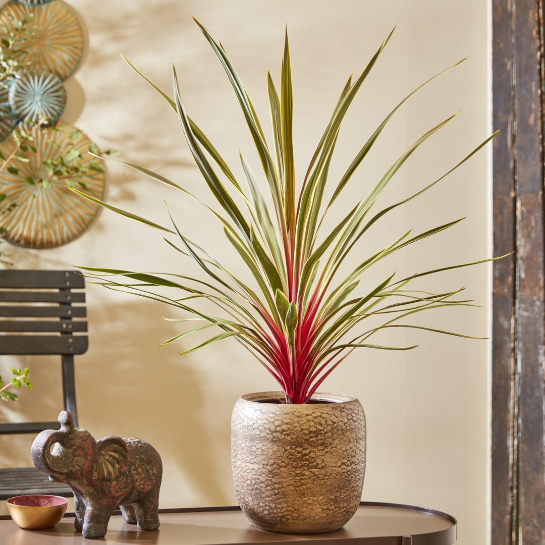 Cordyline australis 'TUS020' ~ Monrovia® Magic Star Cordyline-ServeScape
