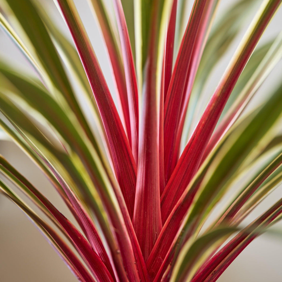 Cordyline australis 'TUS020' ~ Monrovia® Magic Star Cordyline-ServeScape