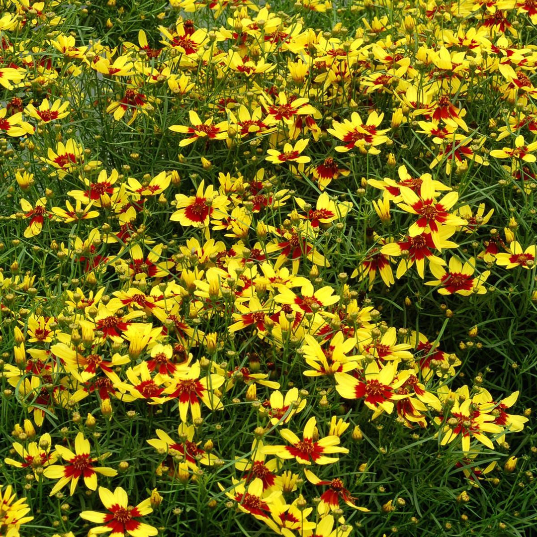 Coreopsis 'Firefly' ~ Firefly Coreopsis-ServeScape