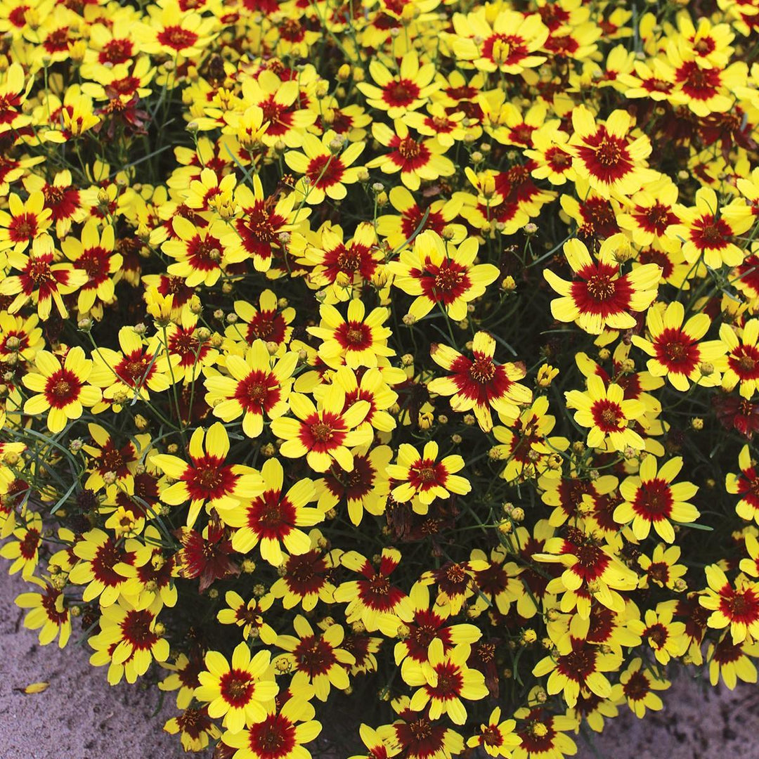 Coreopsis 'Firefly' ~ Firefly Coreopsis-ServeScape