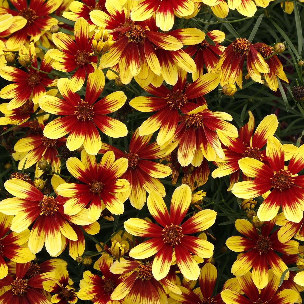 Coreopsis 'Firefly' ~ Firefly Coreopsis-ServeScape