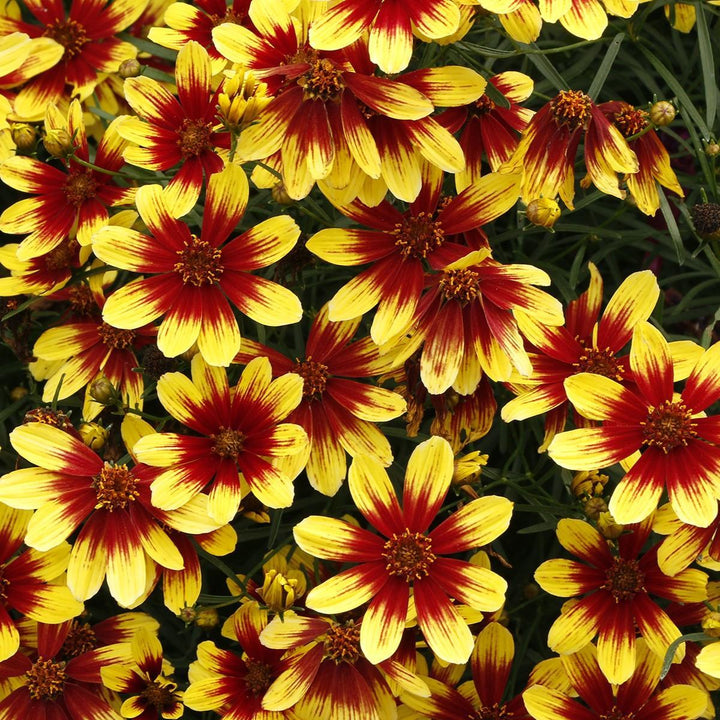Coreopsis 'Firefly' ~ Firefly Coreopsis-ServeScape
