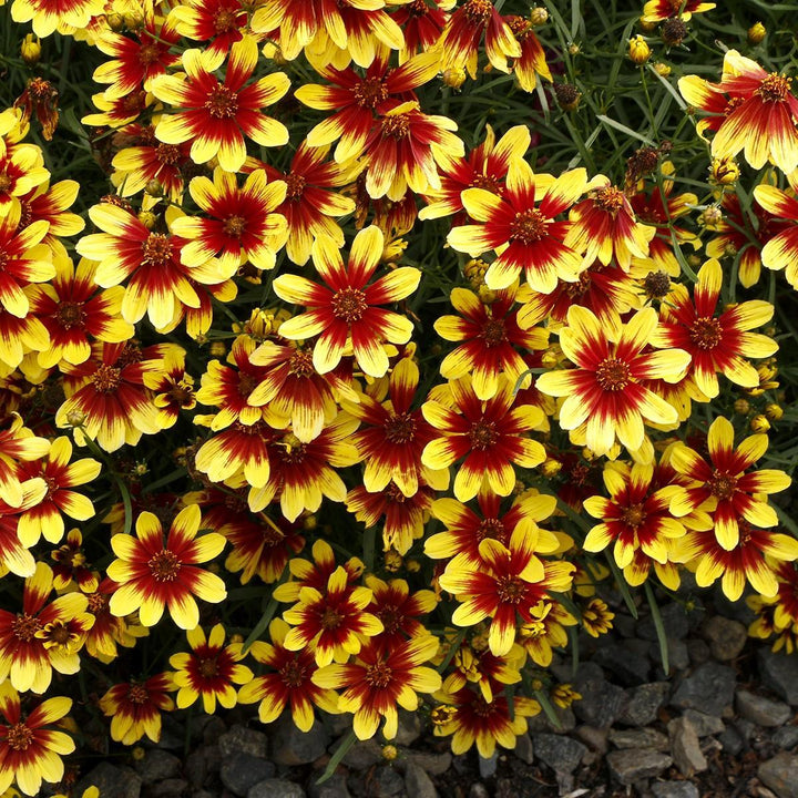 Coreopsis 'Firefly' ~ Firefly Coreopsis-ServeScape