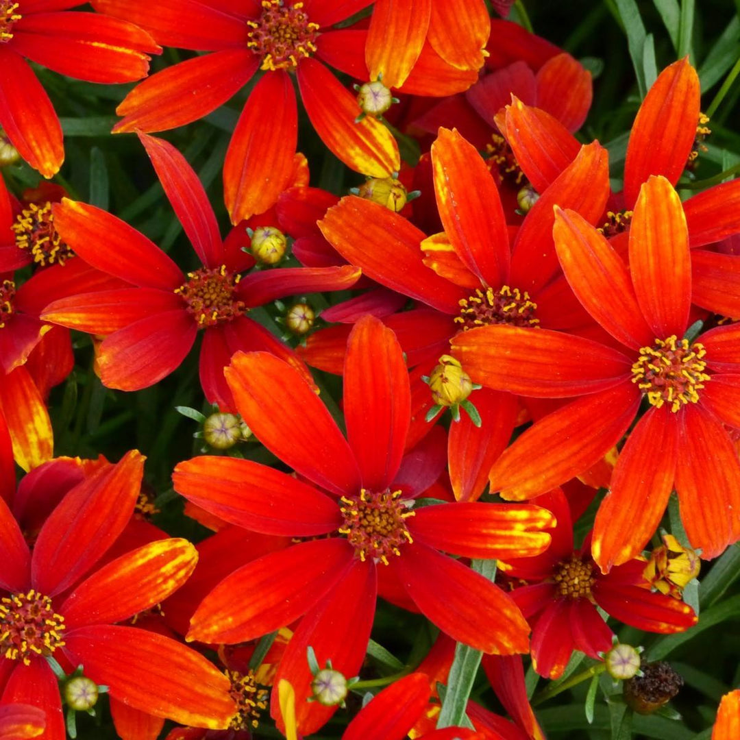 Coreopsis verticillata 'Ladybird' ~ Ladybird Coreopsis-ServeScape
