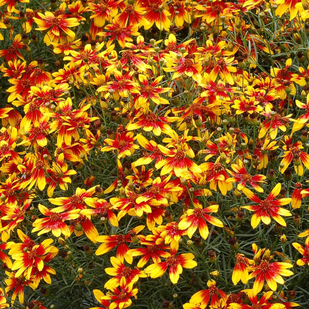 Coreopsis 'Lightning Bug' ~ Lighning Bug Coreopsis-ServeScape