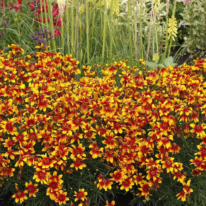 Coreopsis 'Lightning Bug' ~ Lighning Bug Coreopsis-ServeScape
