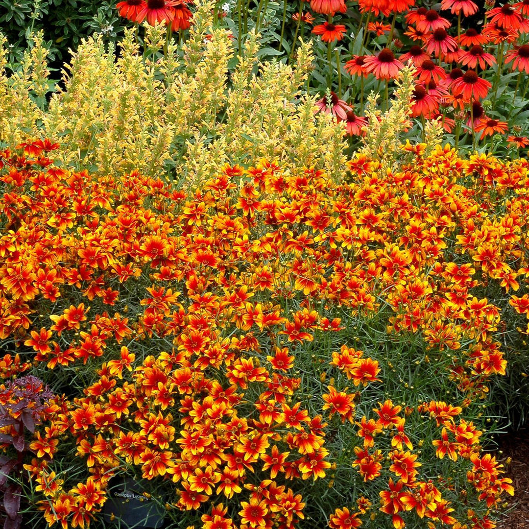 Coreopsis 'Lightning Bug' ~ Lighning Bug Coreopsis-ServeScape