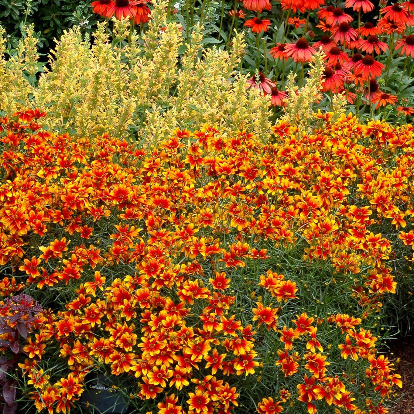 Coreopsis 'Lightning Bug' ~ Lighning Bug Coreopsis-ServeScape