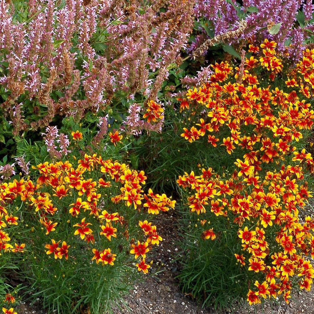 Coreopsis 'Lightning Bug' ~ Lighning Bug Coreopsis-ServeScape