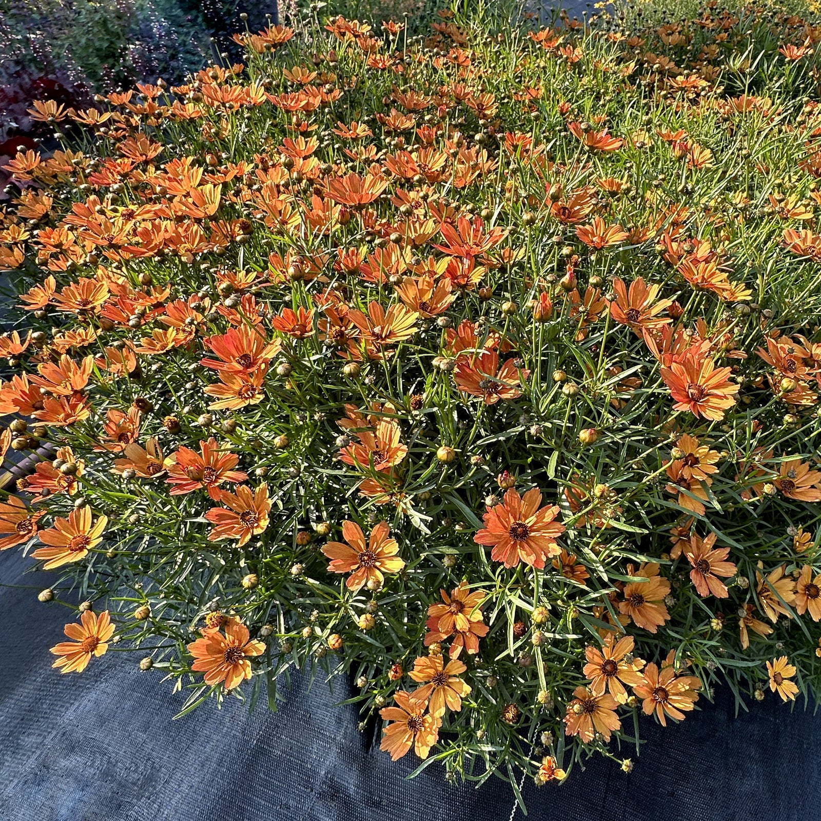 Coreopsis verticillata 'Nova Amber' ~ NOVA® Amber Coreopsis-ServeScape