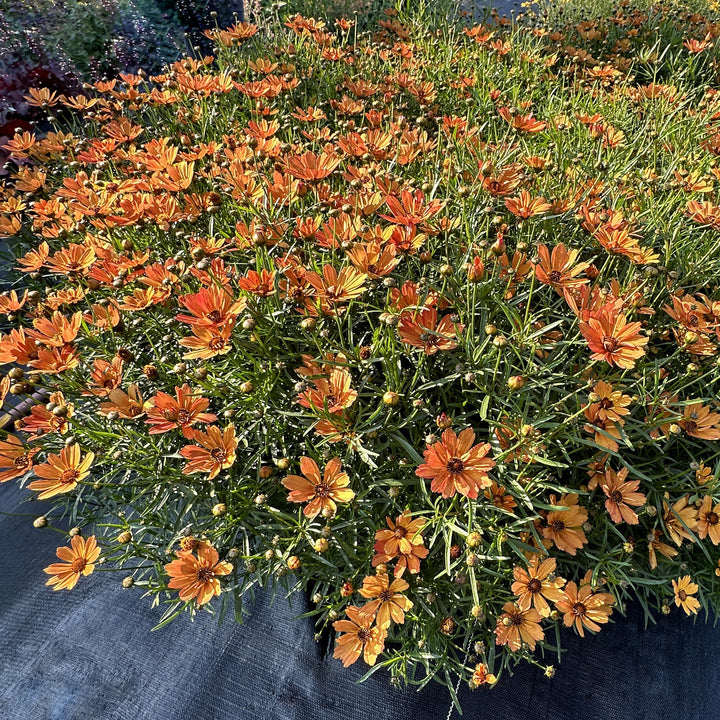 Coreopsis verticillata 'Nova Amber' ~ NOVA® Amber Coreopsis-ServeScape