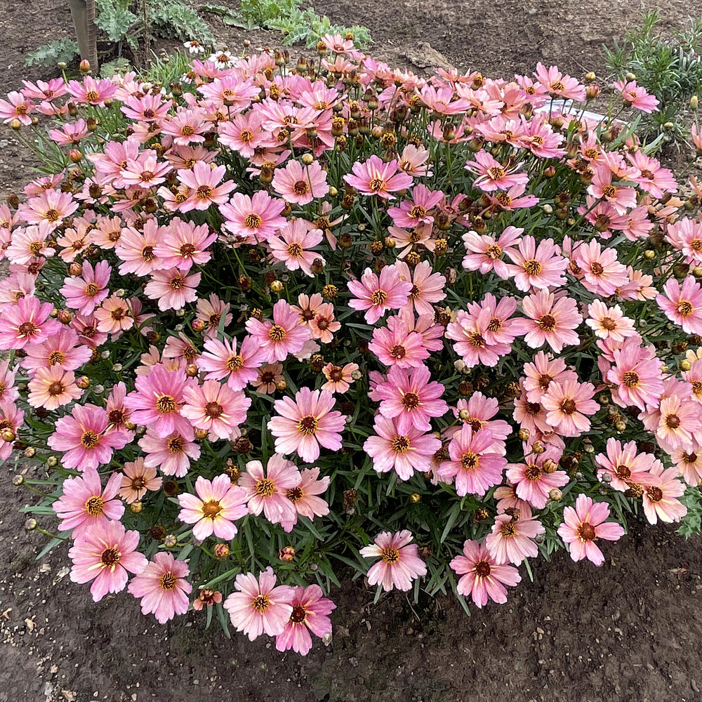 Coreopsis verticillata 'Nova Sunstone' ~ NOVA® Sunstone Coreopsis-ServeScape