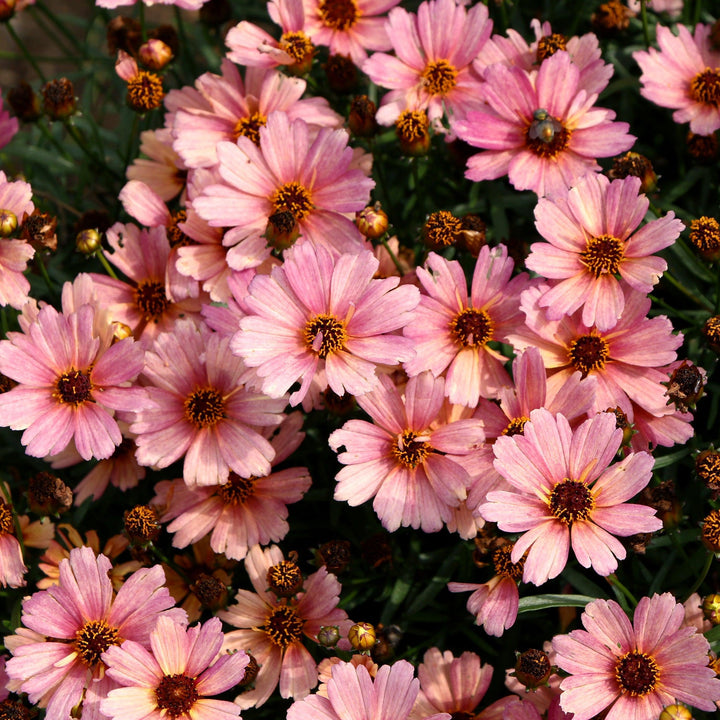 Coreopsis verticillata 'Nova Sunstone' ~ NOVA® Sunstone Coreopsis-ServeScape