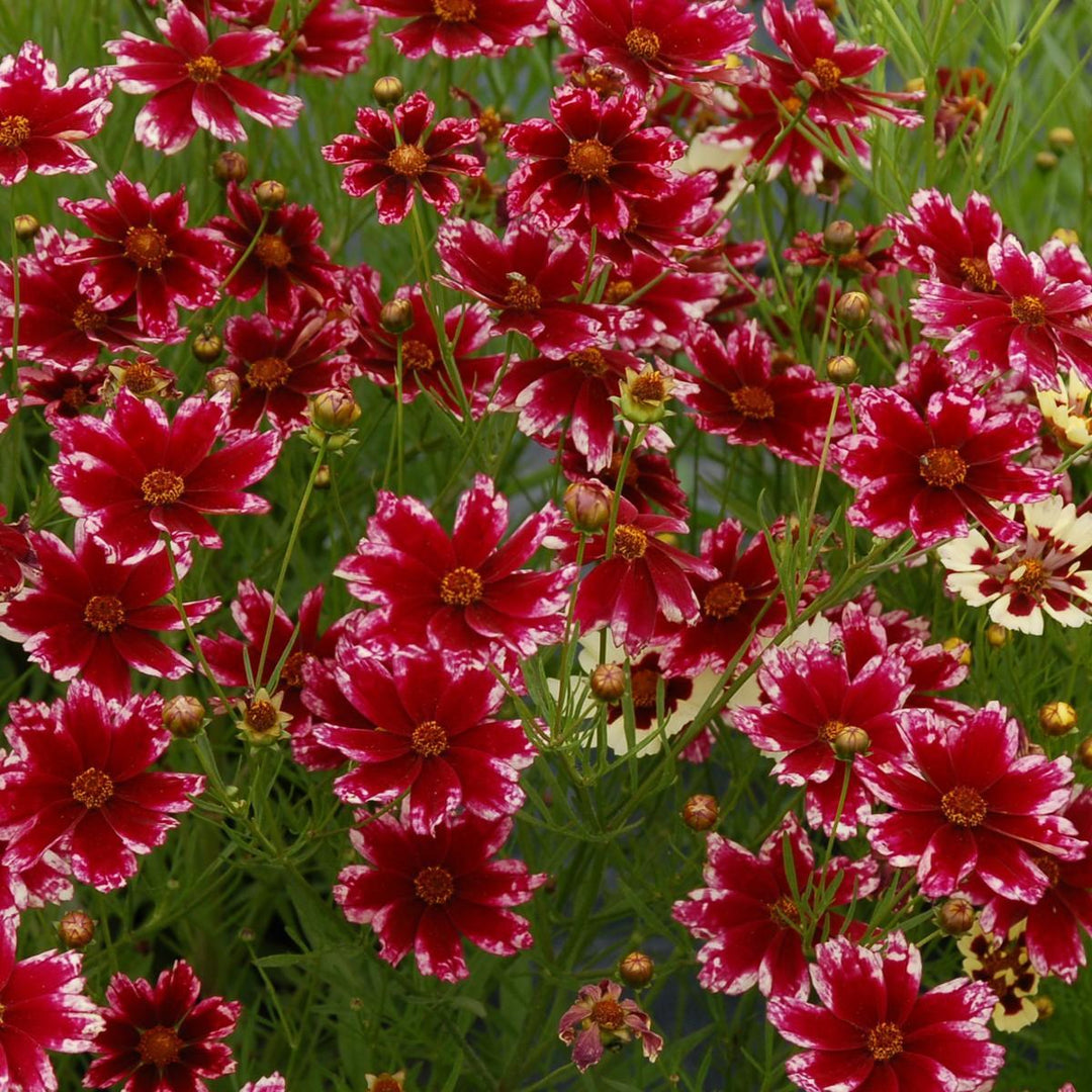 Coreopsis 'Ruby Frost' ~ Ruby Frost Tickseed-ServeScape