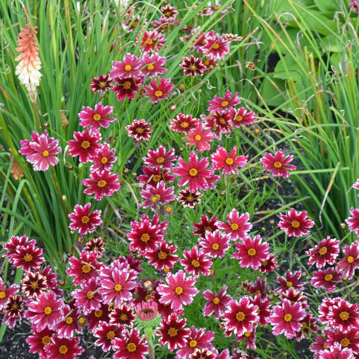 Coreopsis 'Ruby Frost' ~ Ruby Frost Tickseed-ServeScape