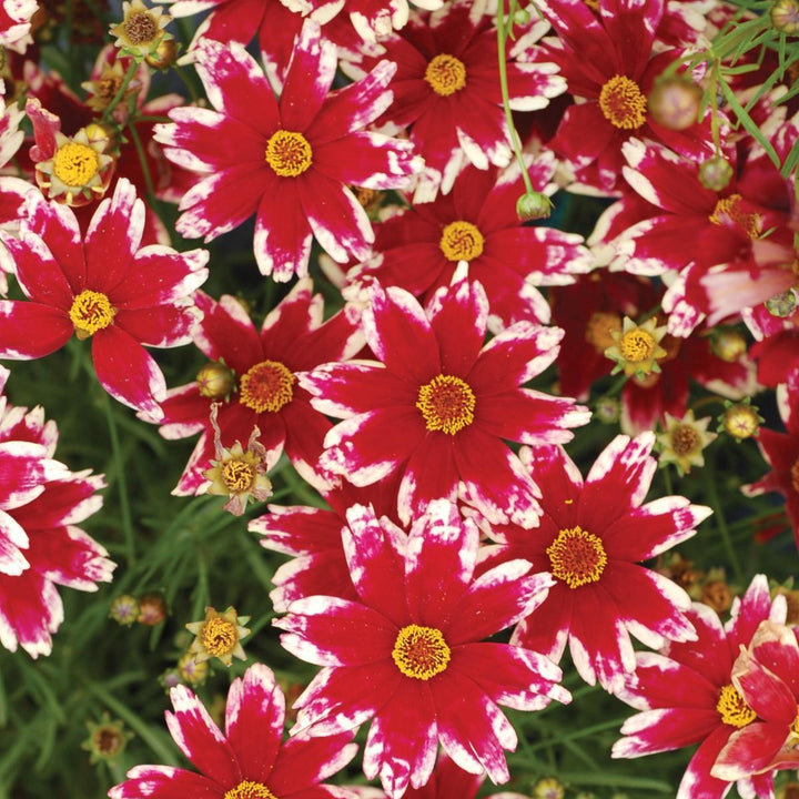 Coreopsis 'Ruby Frost' ~ Ruby Frost Tickseed-ServeScape