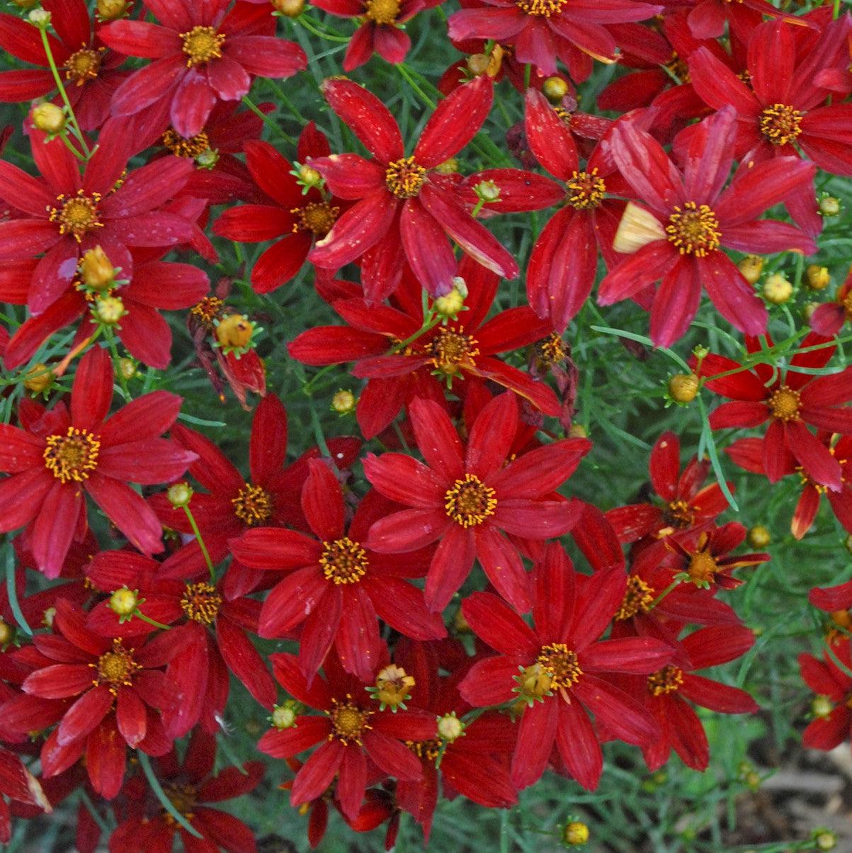 Coreopsis verticillata 'Hot Paprika' ~ Sizzle & Spice® Hot Paprika Coreopsis-ServeScape