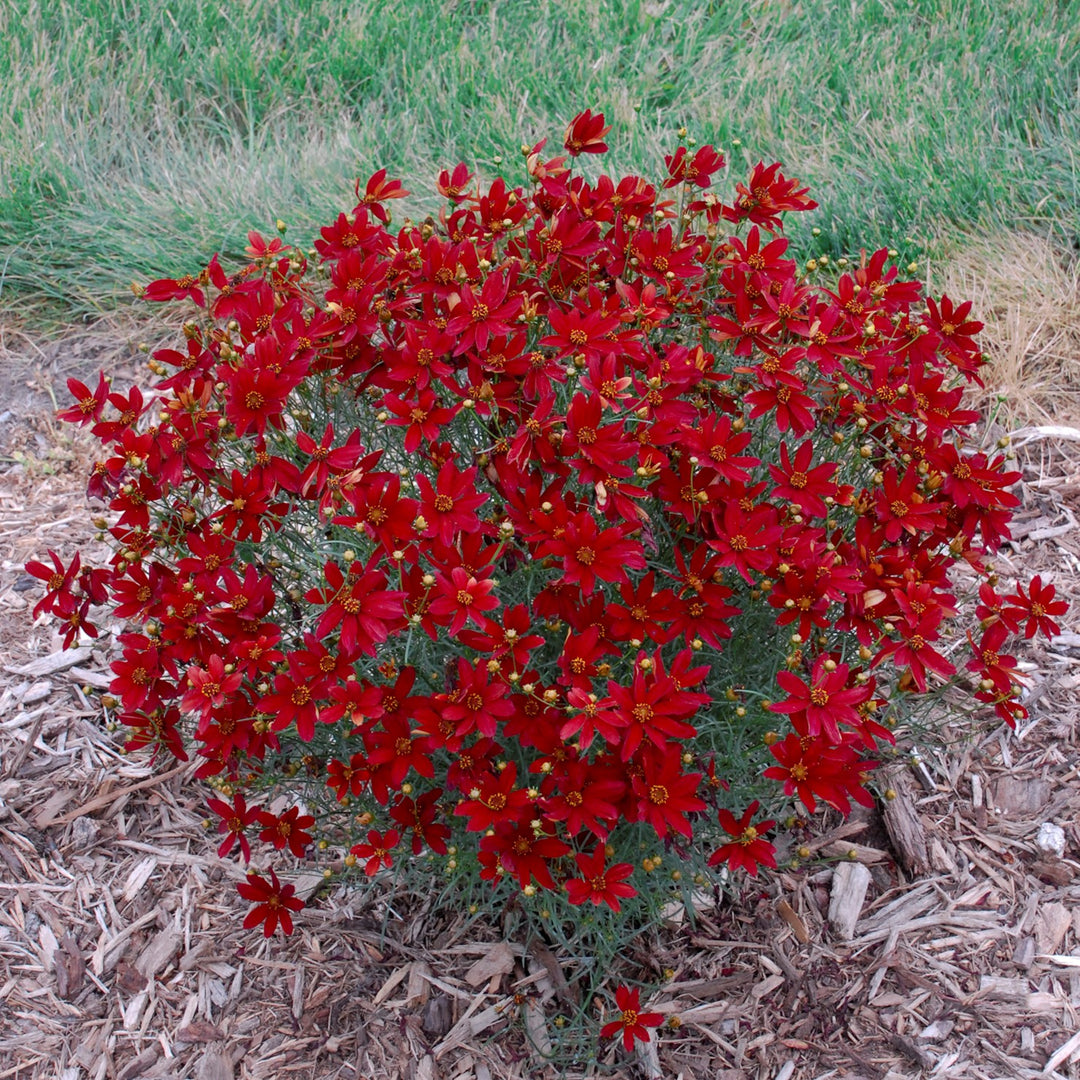 Coreopsis verticillata 'Hot Paprika' ~ Sizzle & Spice® Hot Paprika Coreopsis-ServeScape