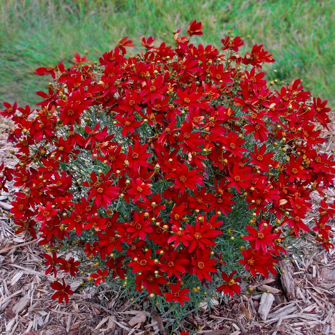 Coreopsis verticillata 'Hot Paprika' ~ Sizzle & Spice® Hot Paprika Coreopsis-ServeScape