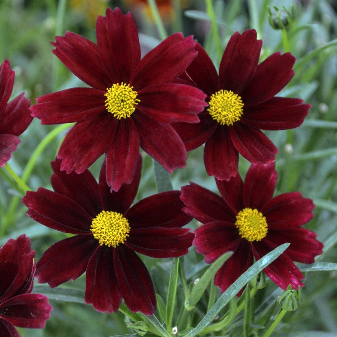 Coreopsis x 'Red Elf' ~ Monrovia® Lil' Bang™ Red Elf Tickseed-ServeScape