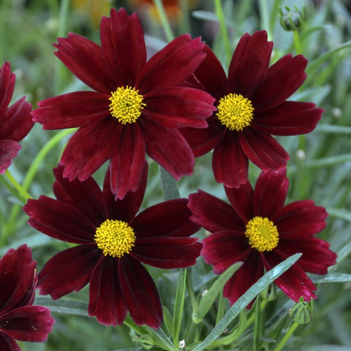 Coreopsis x 'Red Elf' ~ Monrovia® Lil' Bang™ Red Elf Tickseed-ServeScape