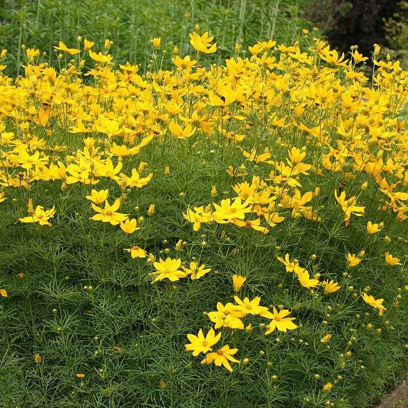 Coreopsis verticillata ~ Threadleaf Coreopsis-ServeScape