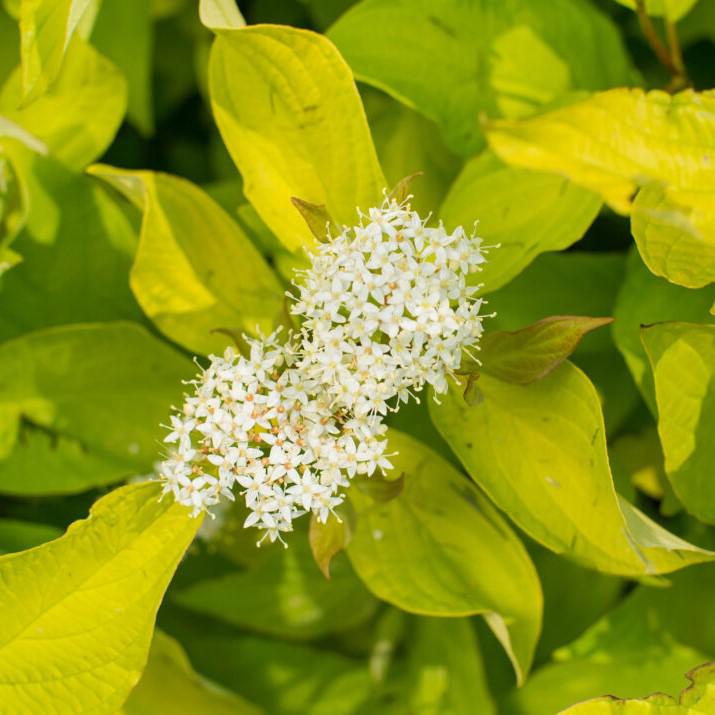 Cornus alba 'ByBoughen' PP27,956 ~ First Editions® Neon Burst™ Dogwood-ServeScape