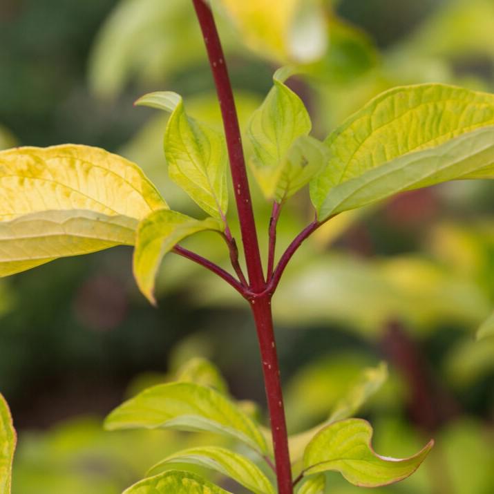 Cornus alba 'ByBoughen' PP27,956 ~ First Editions® Neon Burst™ Dogwood-ServeScape