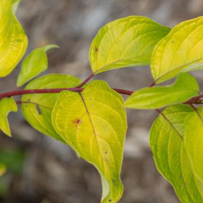 Cornus alba 'ByBoughen' PP27,956 ~ First Editions® Neon Burst™ Dogwood-ServeScape