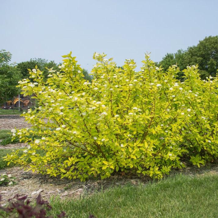 Cornus alba 'ByBoughen' PP27,956 ~ First Editions® Neon Burst™ Dogwood-ServeScape