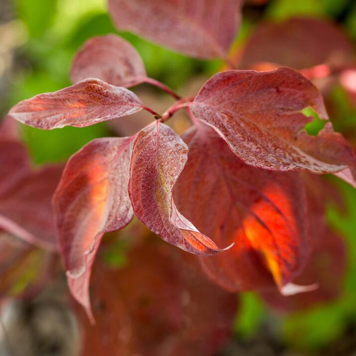 Cornus alba 'ByBoughen' PP27,956 ~ First Editions® Neon Burst™ Dogwood-ServeScape