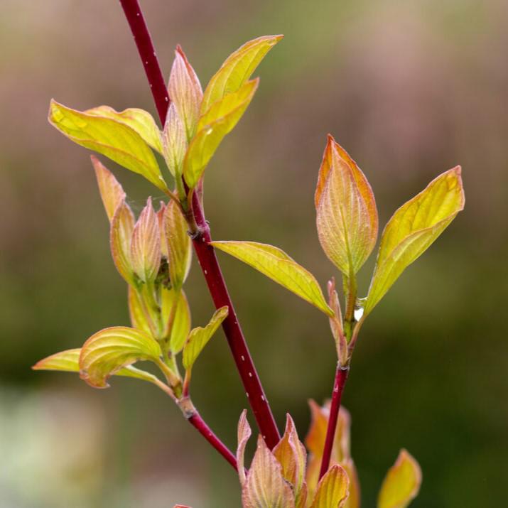 Cornus alba 'ByBoughen' PP27,956 ~ First Editions® Neon Burst™ Dogwood-ServeScape