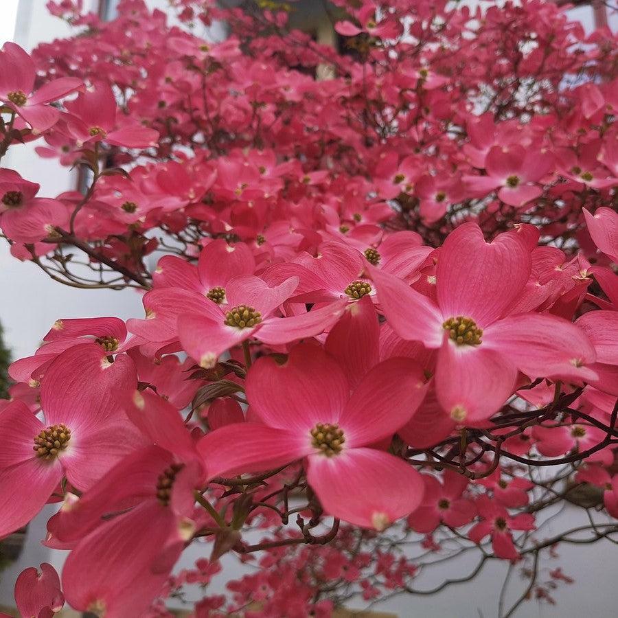 Cornus florida 'Cherokee Chief' ~ Cherokee Chief Dogwood-ServeScape