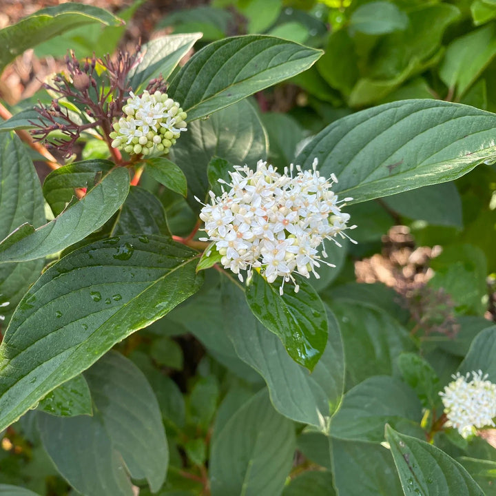 Cornus sericea 'Zelroc3423' ~ Winter Spark™ Dogwood-ServeScape