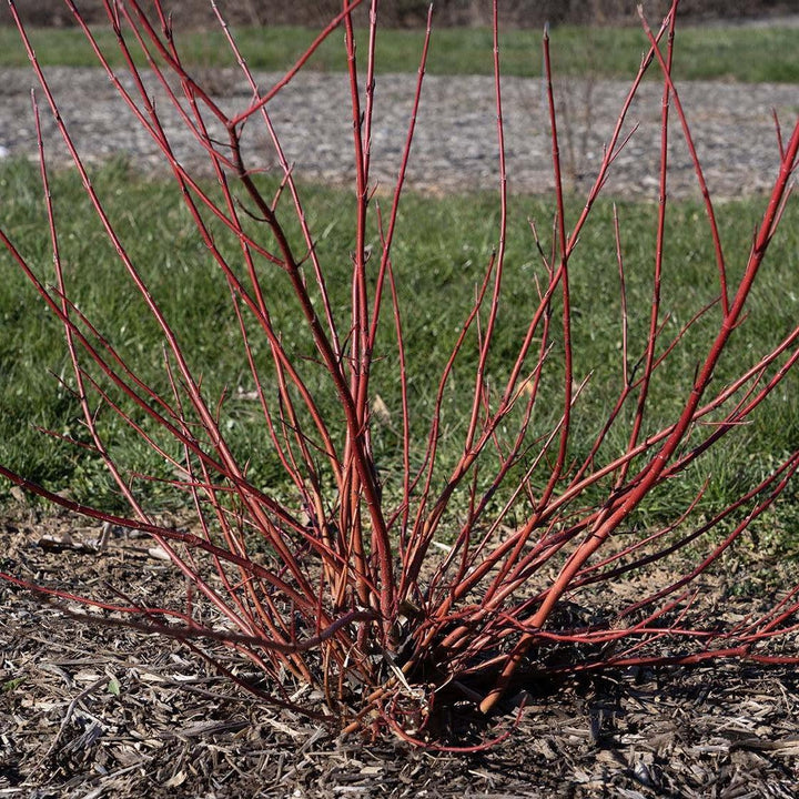Cornus sericea 'Zelroc3423' ~ Winter Spark™ Dogwood-ServeScape