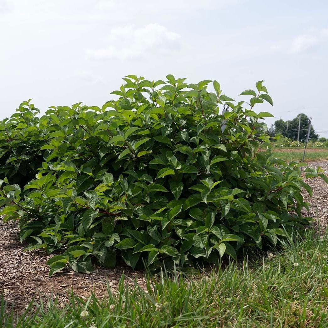 Cornus sericea 'Zelroc3423' ~ Winter Spark™ Dogwood-ServeScape