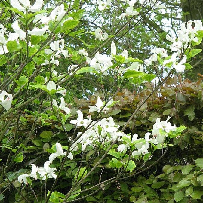 Cornus florida 'Appalachian Spring' ~ Appalachian Spring Dogwood-ServeScape