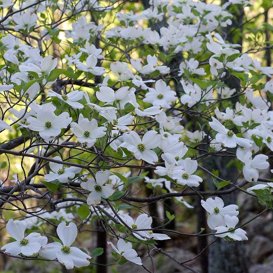 Cornus Florida 'Appalachian Mist' ~ Appalachian Mist Dogwood-ServeScape