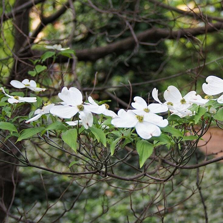 Cornus Florida 'Appalachian Mist' ~ Appalachian Mist Dogwood-ServeScape