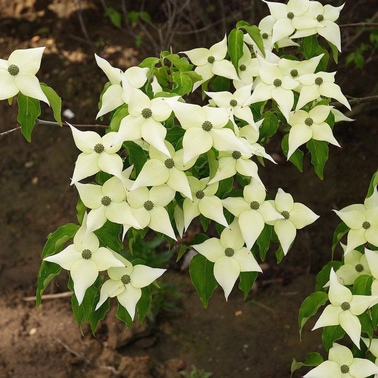 Cornus kousa var. chinensis ~ Chinese Dogwood-ServeScape