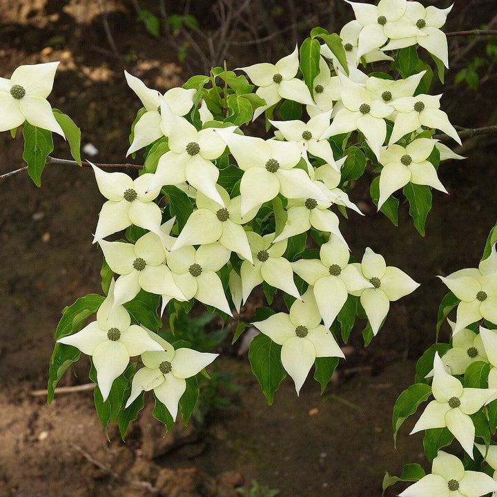Cornus kousa var. chinensis ~ Chinese Dogwood-ServeScape