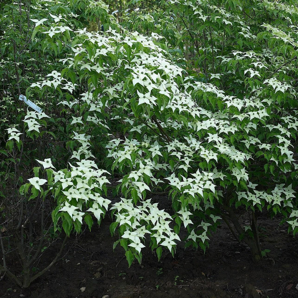 Cornus kousa var. chinensis ~ Chinese Dogwood-ServeScape