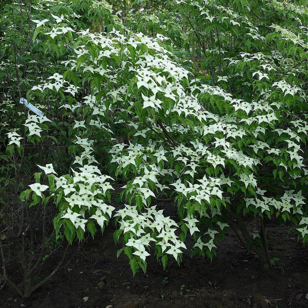 Cornus kousa var. chinensis ~ Chinese Dogwood-ServeScape