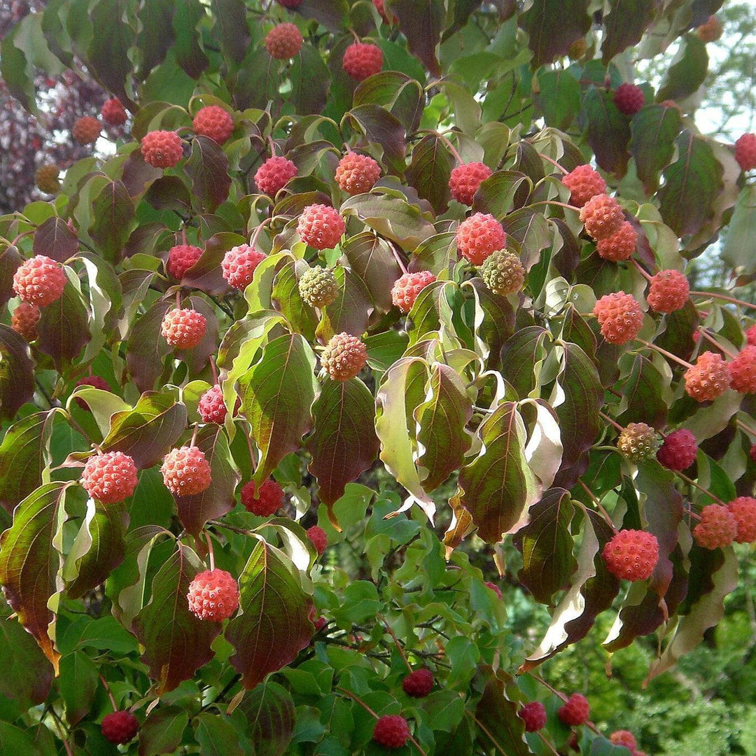Cornus kousa var. chinensis ~ Chinese Dogwood-ServeScape