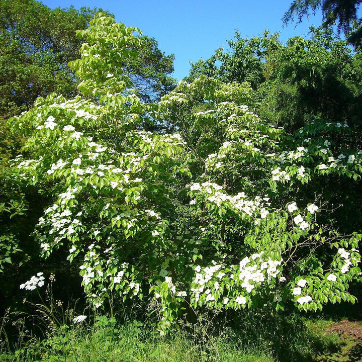 Cornus kousa var. chinensis ~ Chinese Dogwood-ServeScape