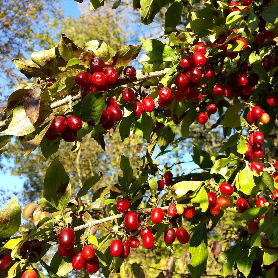 Cornus mas ~ Cornelian Cherry Dogwood-ServeScape